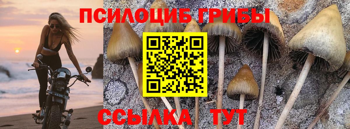 Псилоцибиновые грибы Psilocybine cubensis Сальск